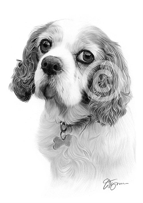 Pencil drawing of a King Charles Spaniel