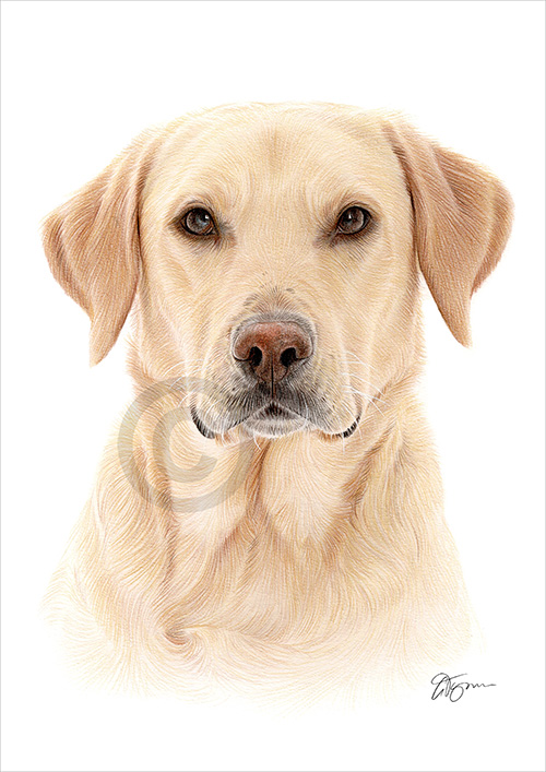Pencil drawing of a Labrador Retriever in colour