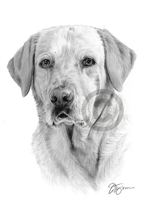 Pencil drawing of a Labrador Retriever