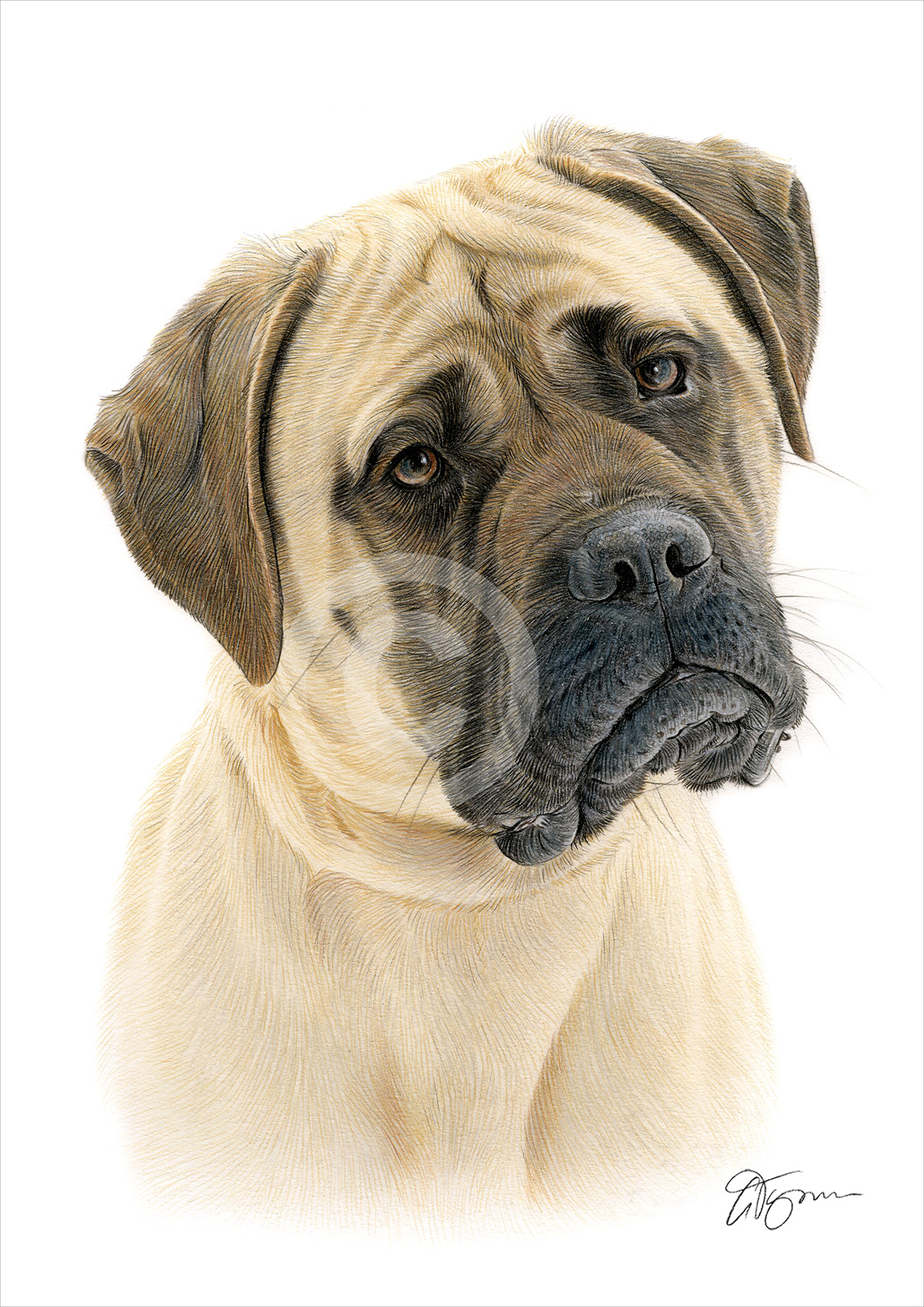 Pencil drawing of a Mastiff in colour Pencil drawing of a Mastiff in colour by artist Gary Tymon