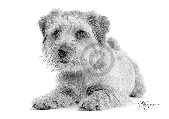 Pencil drawing of a Norfolk Terrier