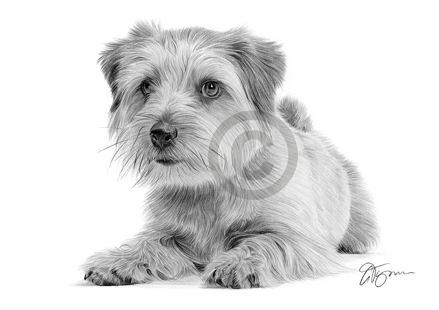 Pencil drawing of a Norfolk Terrier Pencil drawing of a Norfolk Terrier by artist Gary Tymon