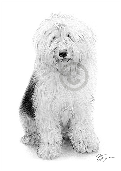 Pencil drawing of an Old English Sheepdog