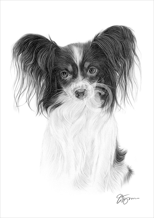 Pencil drawing of a Papillon