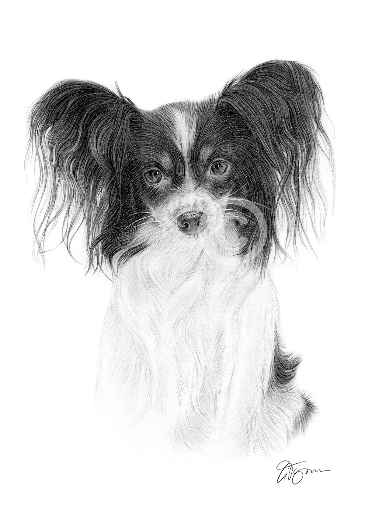 Pencil drawing of Papillon Pencil drawing of a Papillon by artist Gary Tymon