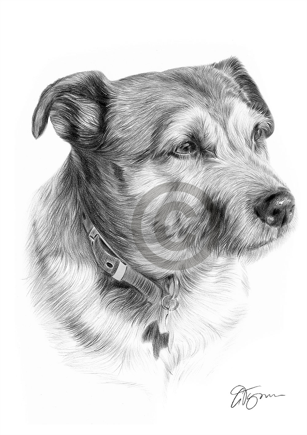 Pencil drawing of Patterdale Terrier in portrait Pencil drawing of a Patterdale Terrier in portrait by artist Gary Tymon