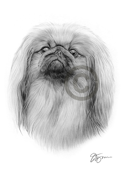 Pencil drawing of a Pekingnese