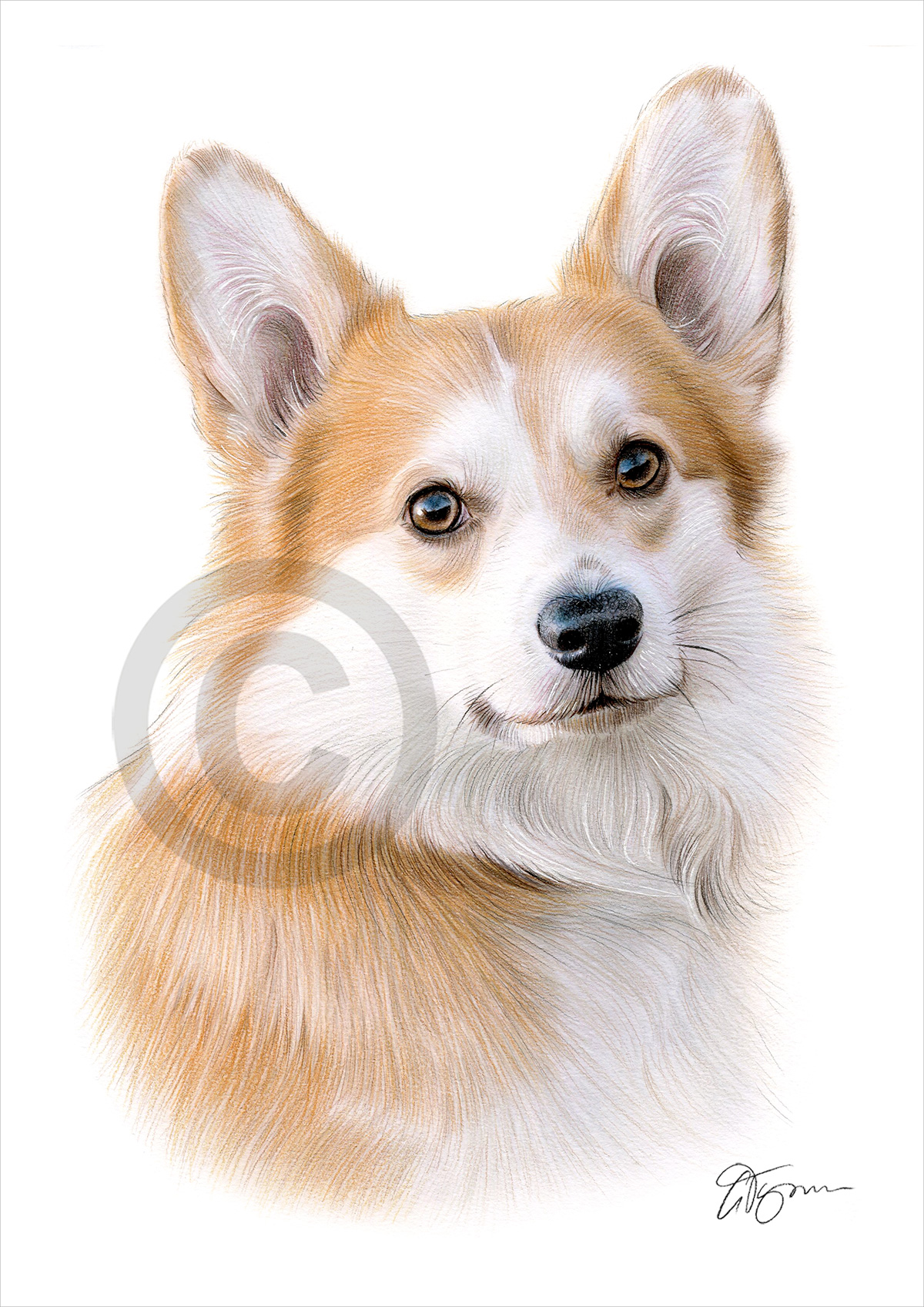 Pencil drawing of a Pembrokeshire Corgi in colour by artist Gary Tymon