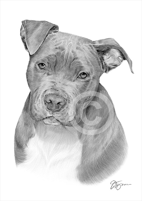Pencil drawing of a Pitbull Terrier