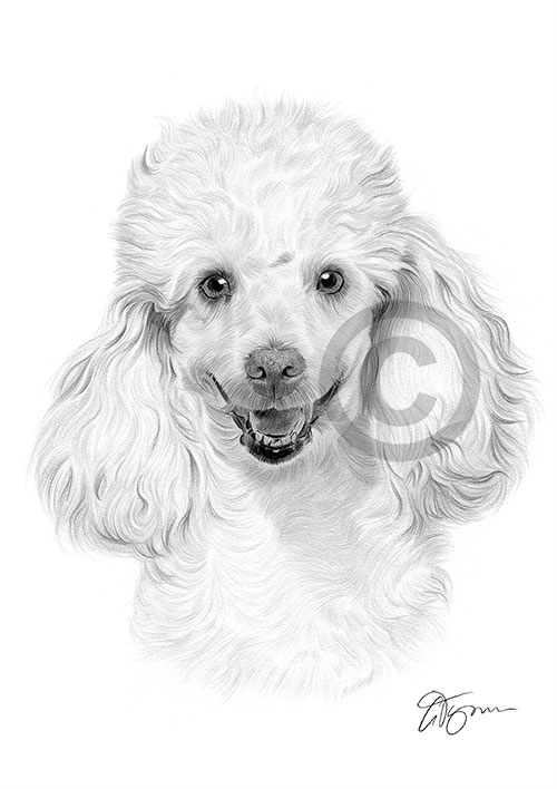 Pencil drawing of a Poodle