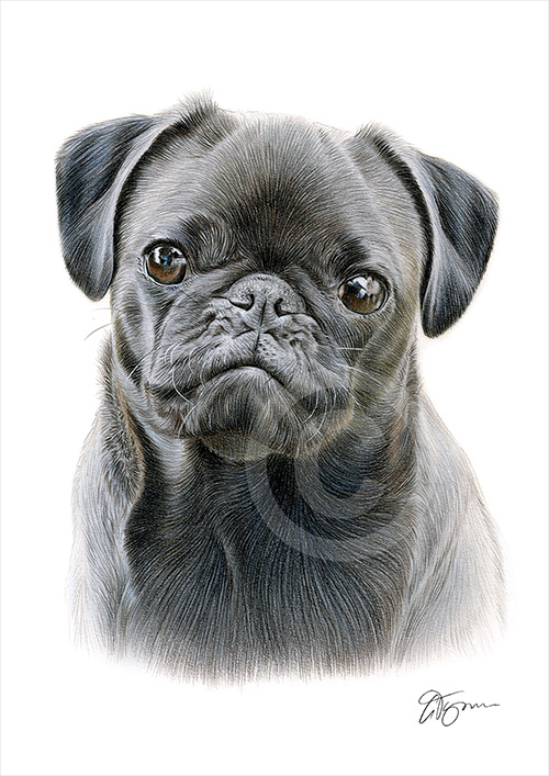 Pencil drawing of a black Pug in colour