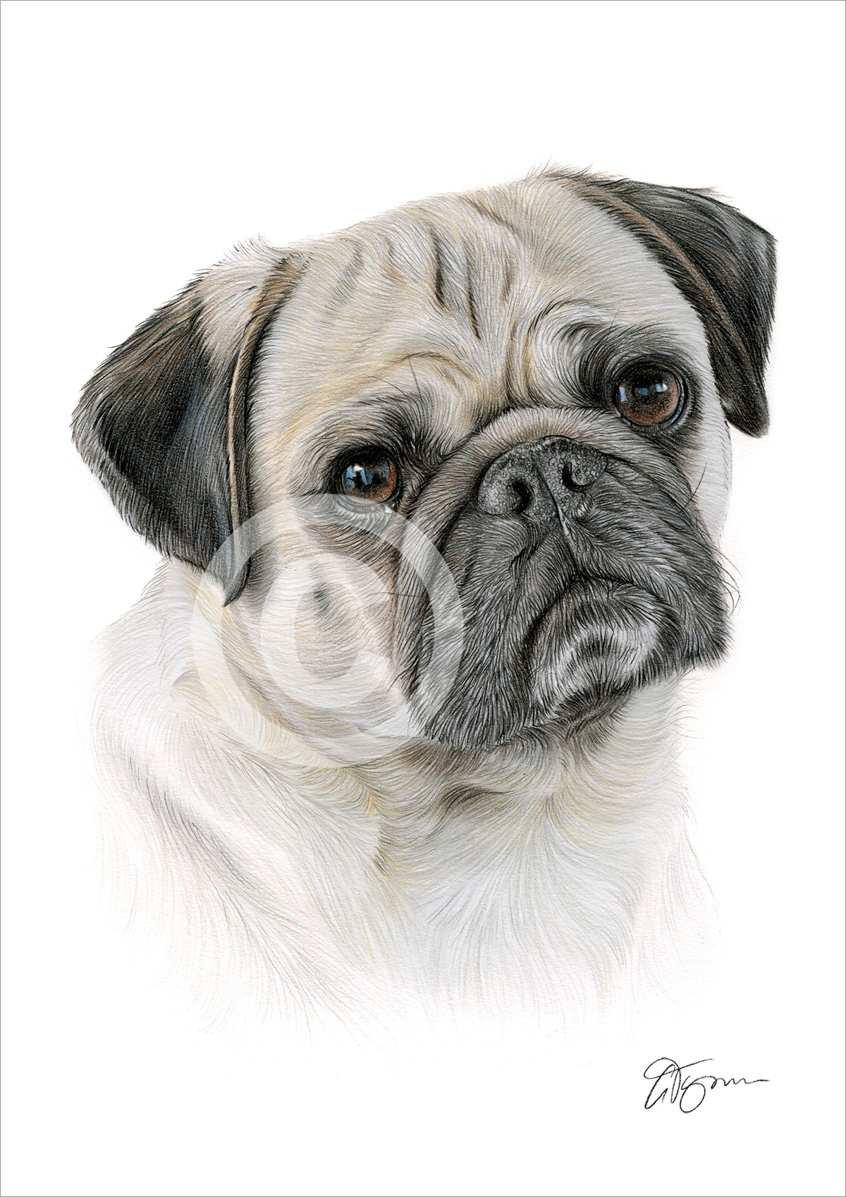 Pencil drawing of a Pug dog in colour Pencil drawing of a Pug dog in colour by artist Gary Tymon