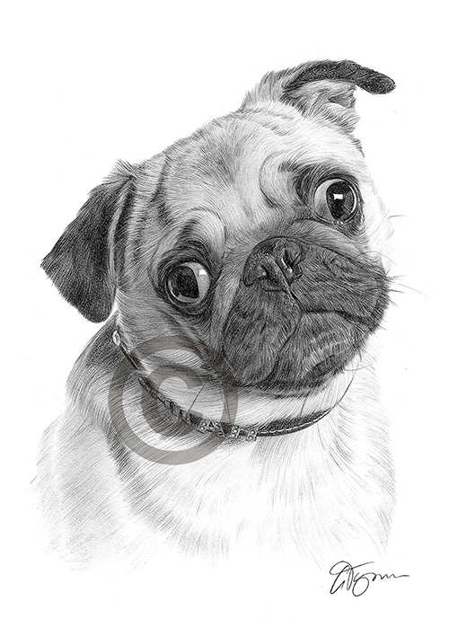 Pencil drawing of a Pug