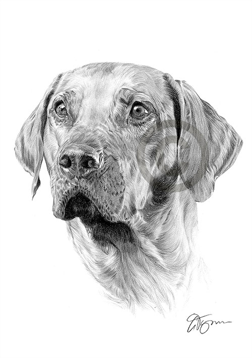 Pencil drawing of a Rhodesian Ridgeback