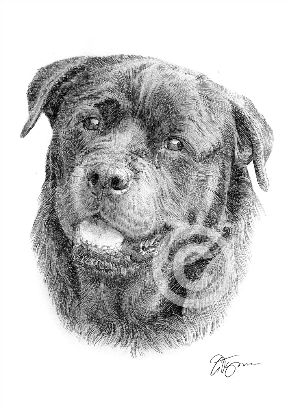 Pencil drawing of a Rottweiler Pencil drawing of a Rottweiler by artist Gary Tymon