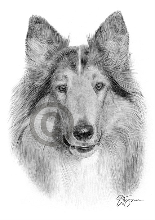Pencil drawing of a Rough Collie