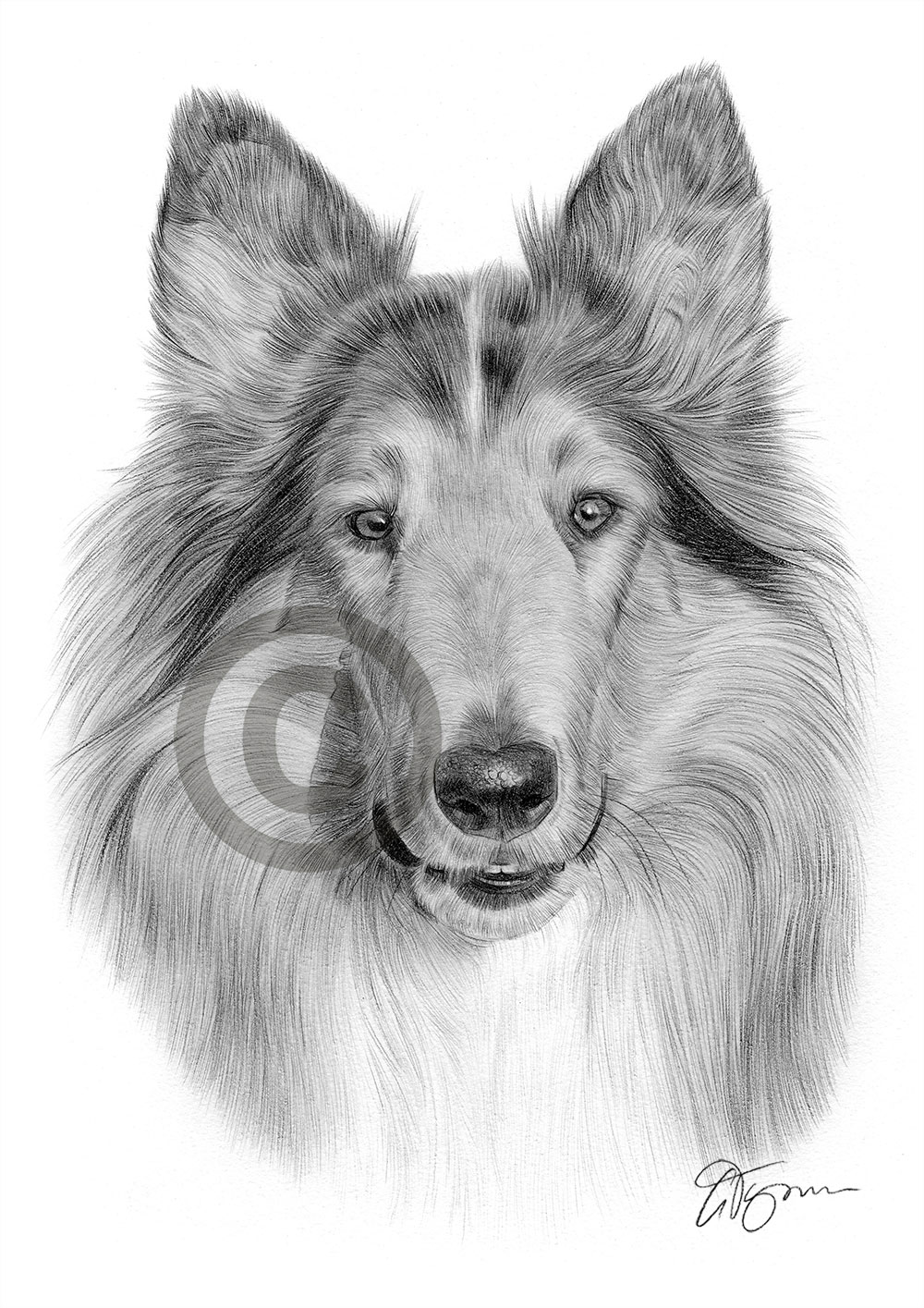 Pencil drawing of a Rough Collie Pencil drawing of a Rough Collie by artist Gary Tymon