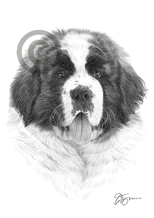 Pencil drawing of a Saint Bernard