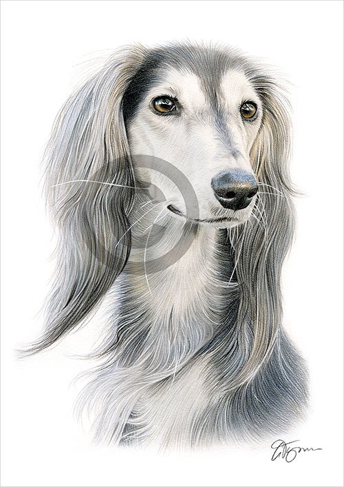 Pencil drawing of a Saluki in colour