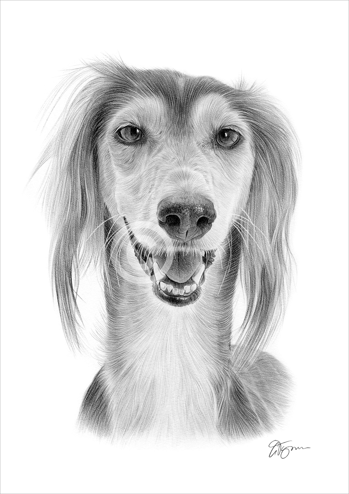 Pencil drawing of a Saluki by artist Gary Tymon