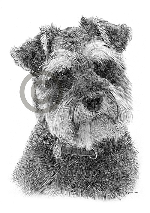 Pencil drawing of a Schnauzer