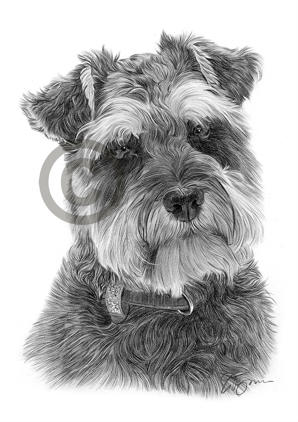Pencil drawing of a Schnauzer Pencil drawing of a Schnauzer by artist Gary Tymon