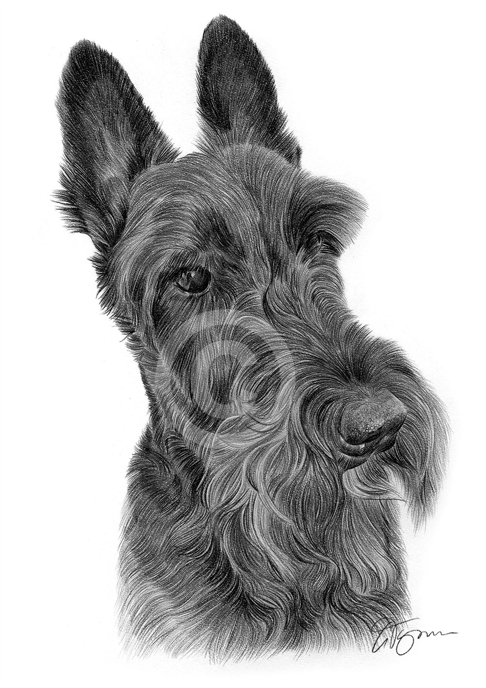Pencil drawing of a Scottish Terrier Pencil drawing of a Scottish Terrier by artist Gary Tymon