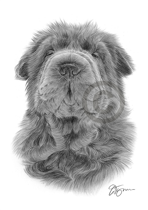 Pencil drawing of a Shar Pei