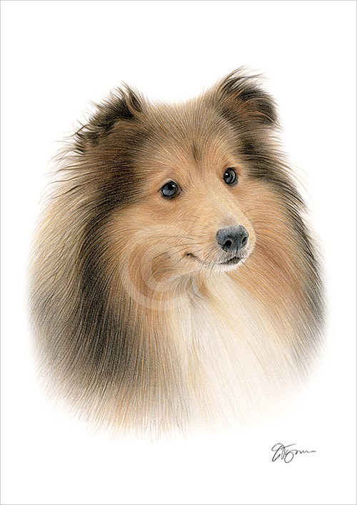 Pencil drawing of a Sheltie