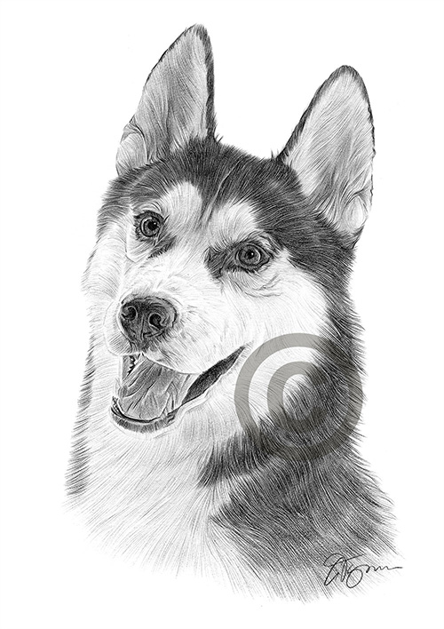 Pencil drawing of a Siberian Husky