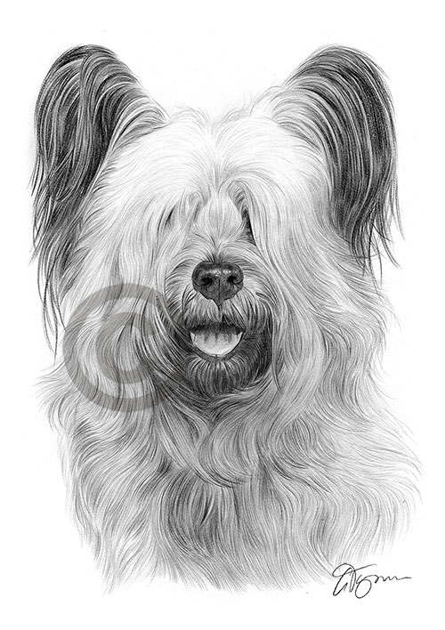 Pencil drawing of a Skye Terrier