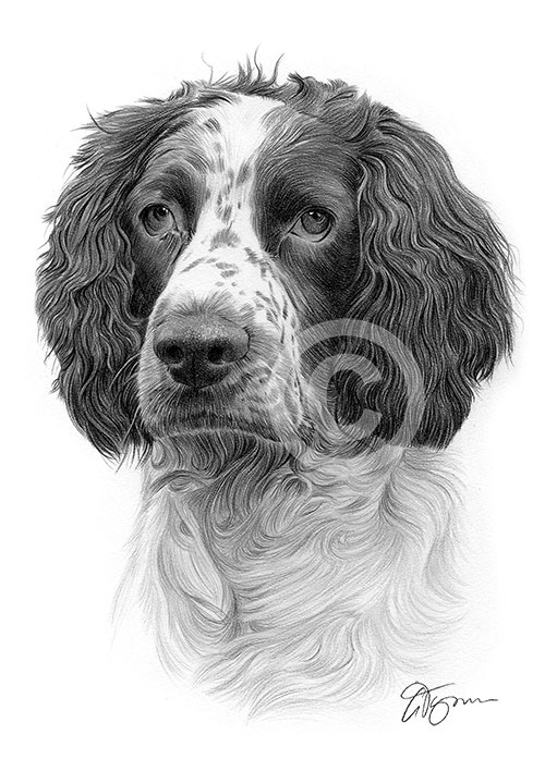 Pencil drawing of a Springer Spaniel
