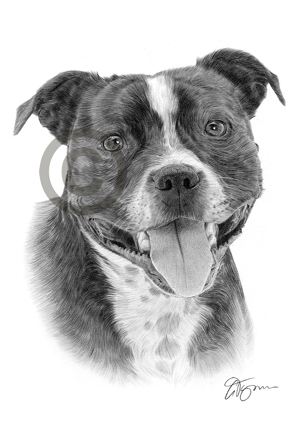Pencil drawing of a Staffordshire Bull Terrier Pencil drawing of a Staffordshire Bull Terrier by artist Gary Tymon
