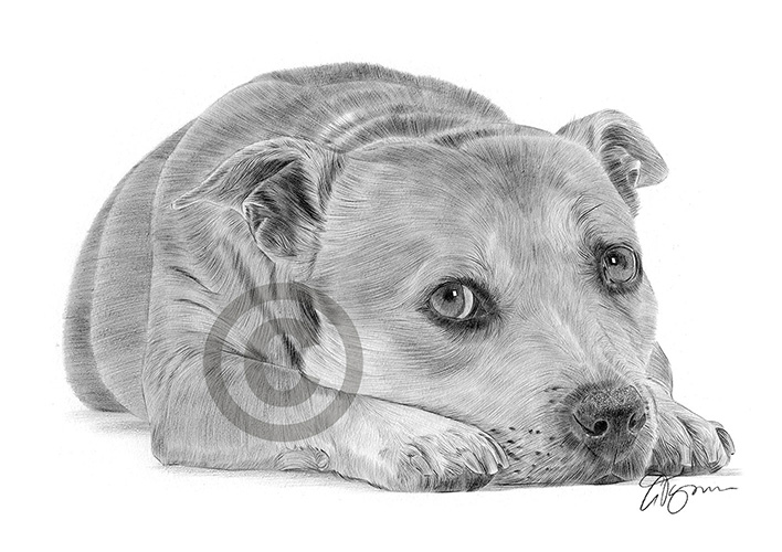 Pencil drawing of a young Staffordshire Bull Terrier