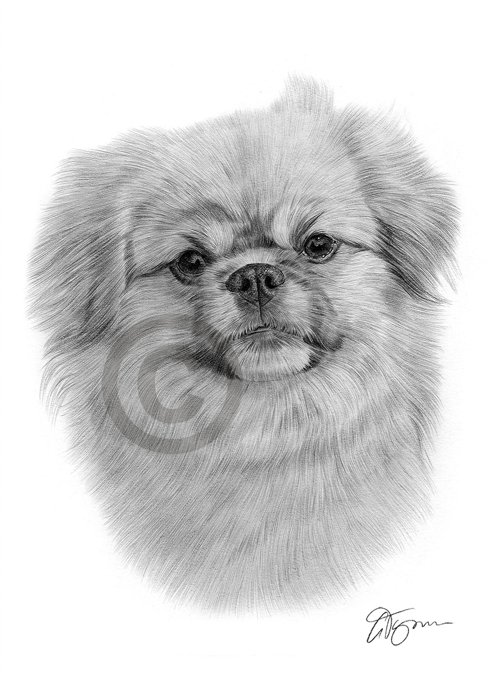 Pencil drawing of a Tibetan Spaniel by artist Gary Tymon