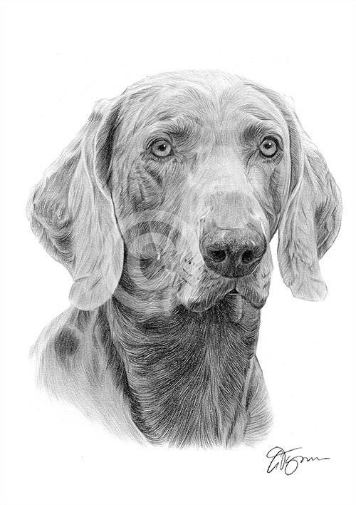 Pencil drawing of a Weimaraner