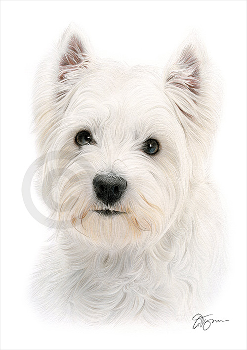 Pencil drawing of a West Highland White Terrier in colour