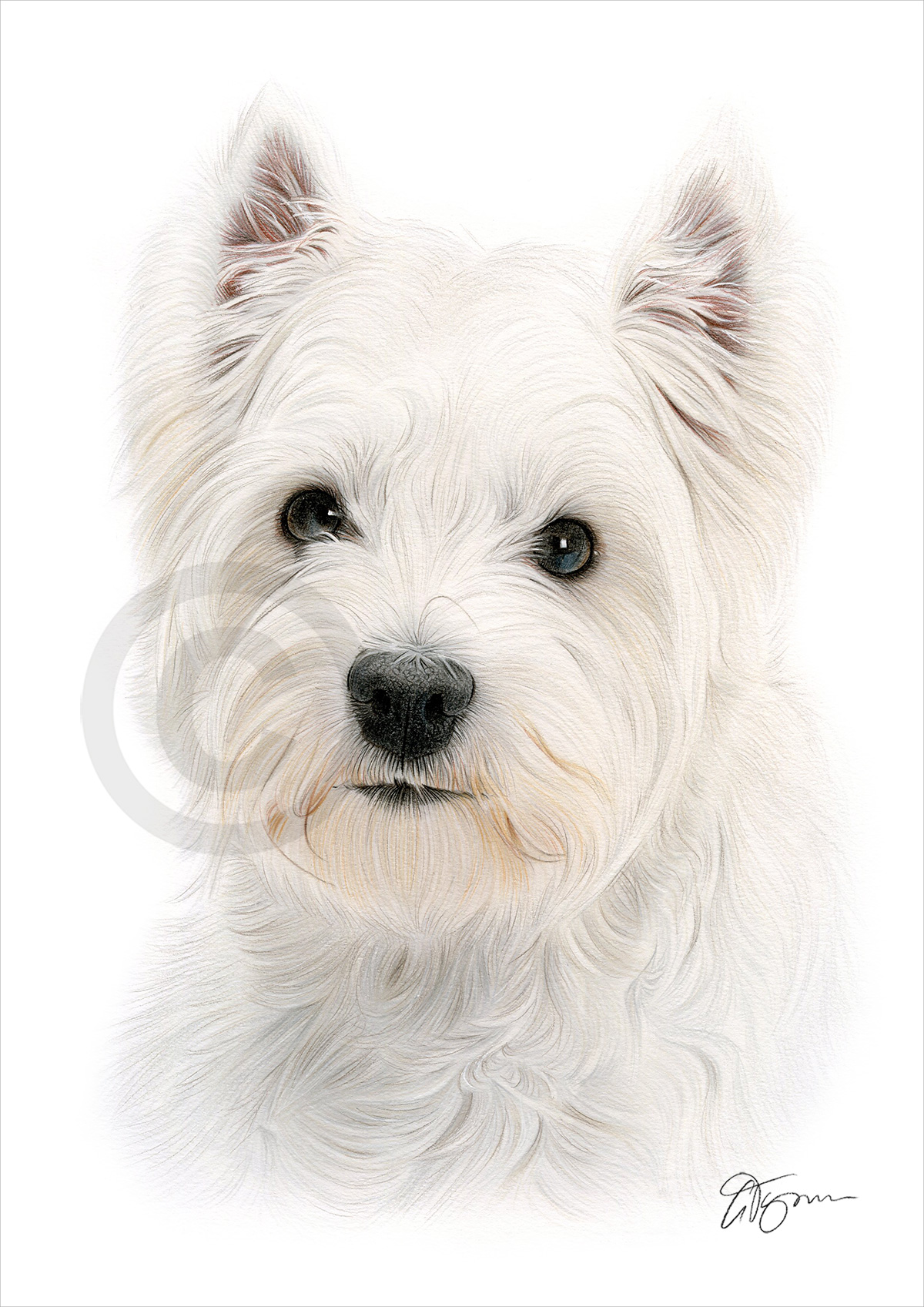 Pencil drawing of a West Highland White Terrier in colour Pencil drawing of a West Highland White Terrier in colour by artist Gary Tymon