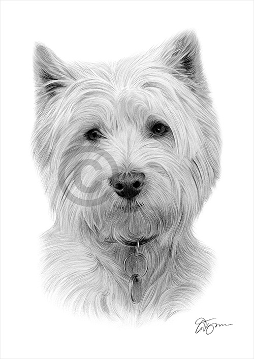 Pencil drawing of a West Highland White Terrier