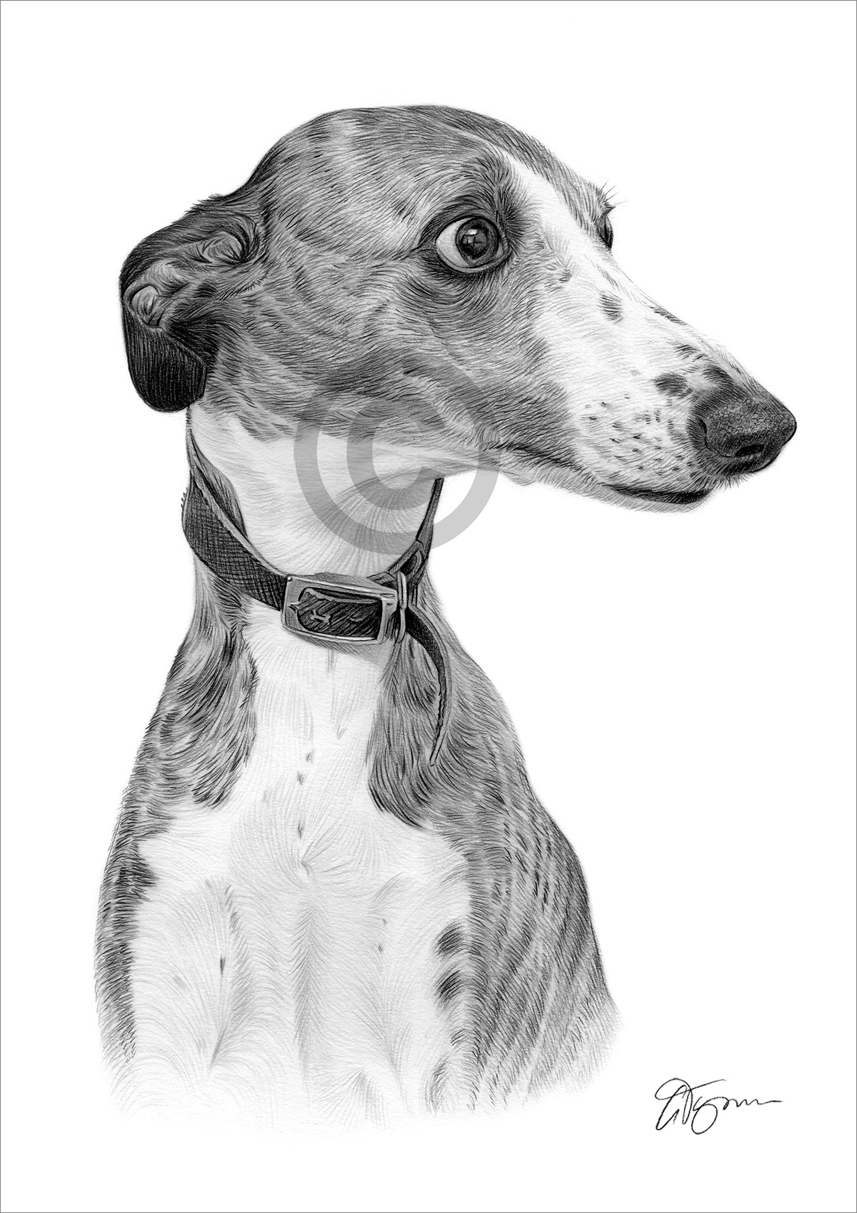Pencil drawing of a Whippet Pencil drawing of a Whippet by artist Gary Tymon