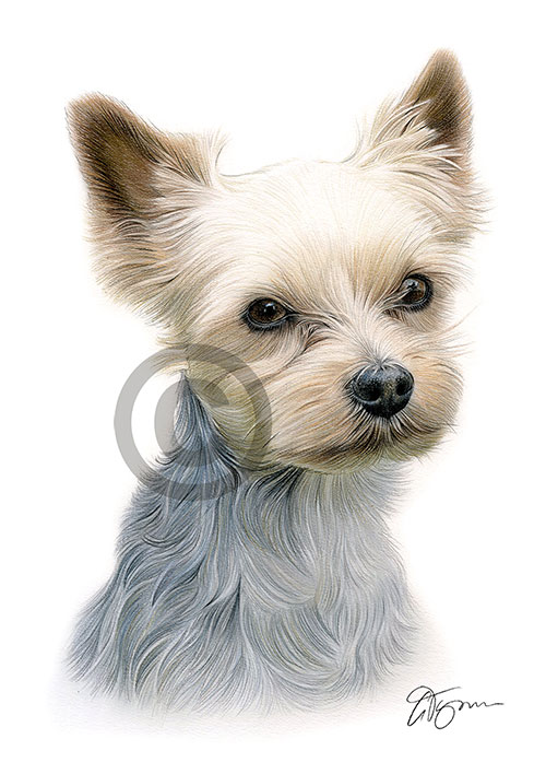 Pencil drawing of a Yorkshire Terrier in colour