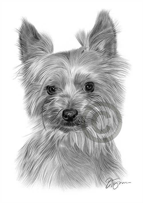 Pencil drawing of a Yorkshire Terrier