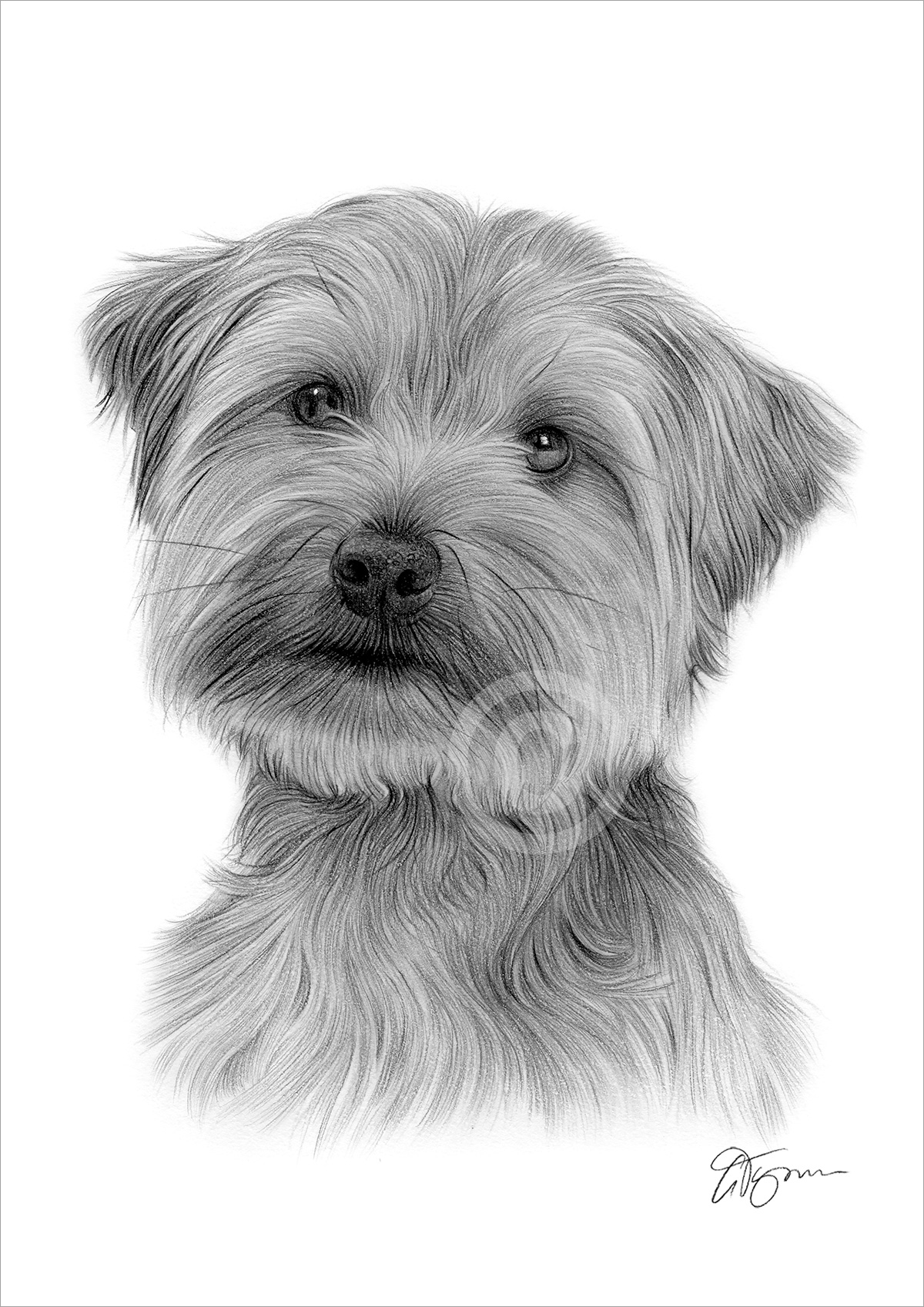 Pencil drawing of an adult Yorkshire Terrier by artist Gary Tymon