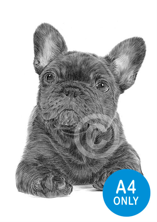 Pencil drawing of a French Bulldog puppy