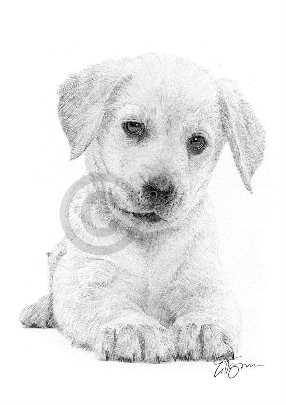 Pencil drawing of a Labrador Retriever puppy by artist Gary Tymon