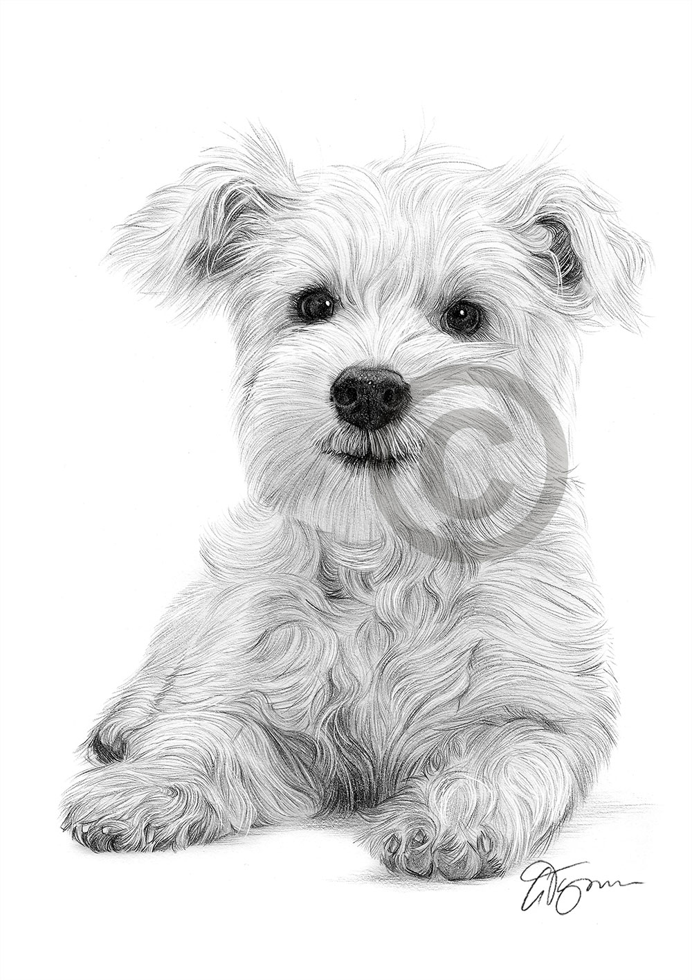 Pencil drawing of a West Highland White Terrier puppy by UK artist ...