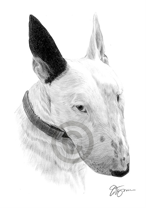 Pencil drawing of a young english bull terrier