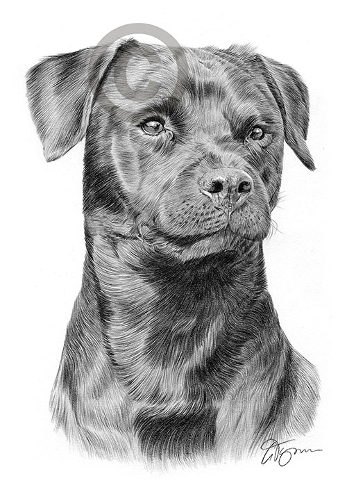 Pencil drawing of a black patterdale terrier