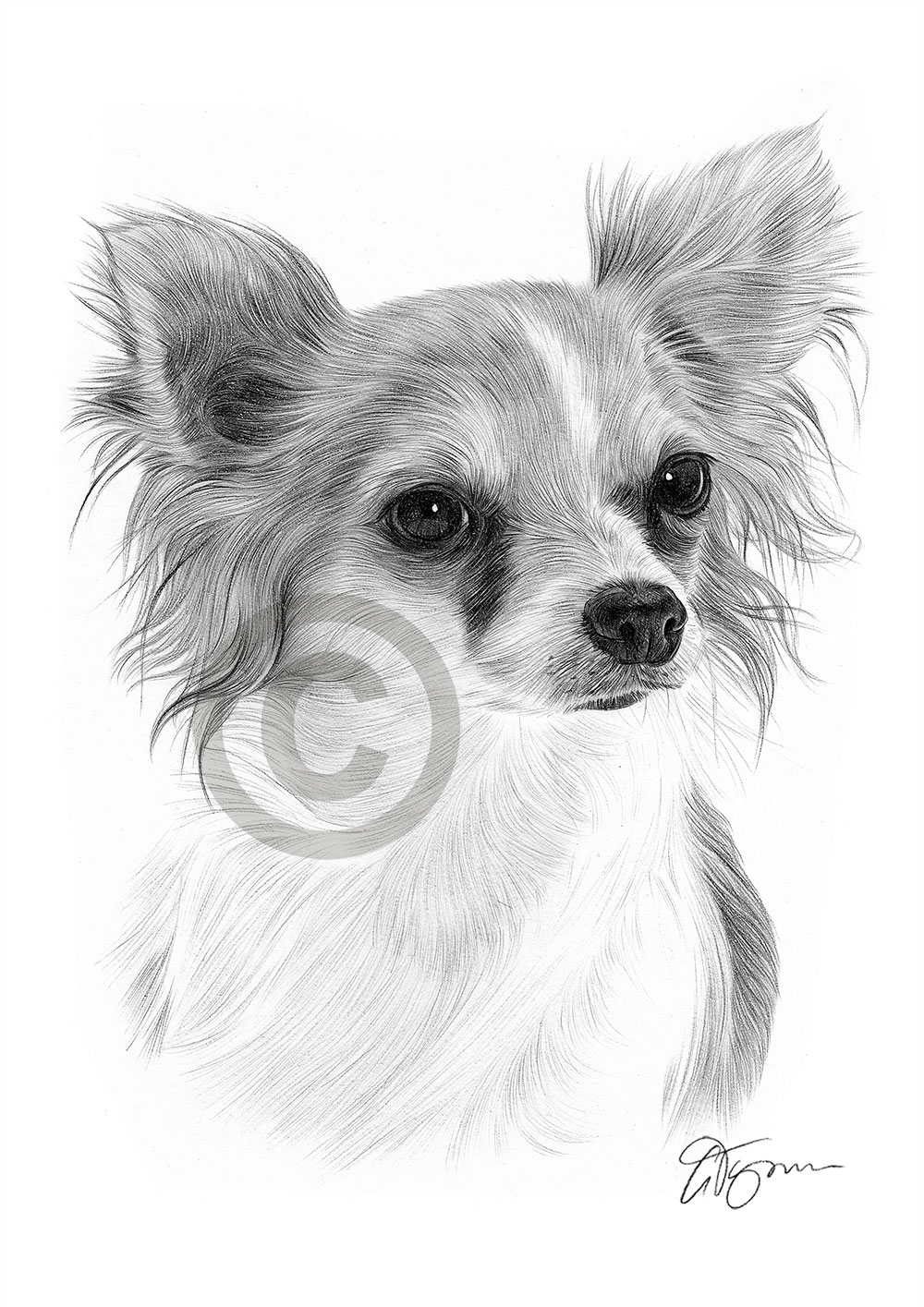 Pencil Drawing Of A Young Chihuahua By Uk Artist Gary Tymon