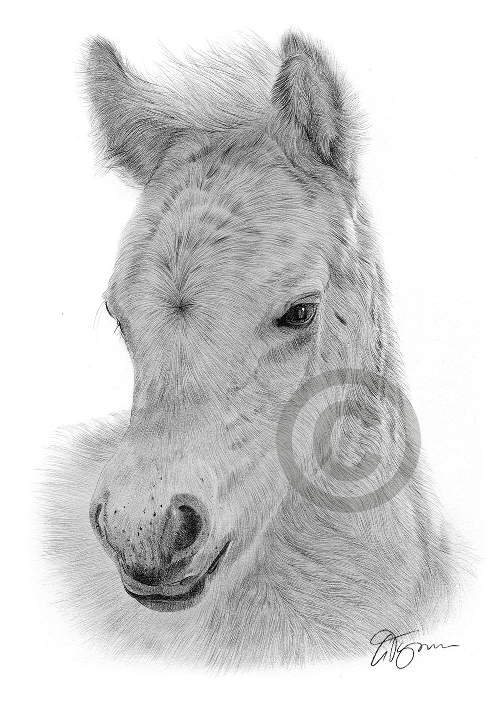 Pencil drawing of a fjord foal Pencil drawing of a fjord foal by artist Gary Tymon
